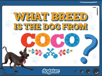 What Breed Is the Dog From Coco? The Fascinating Mexican Breed