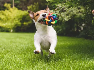 10 Best Summer Toys for Dogs In 2026 - Reviews & Top Picks