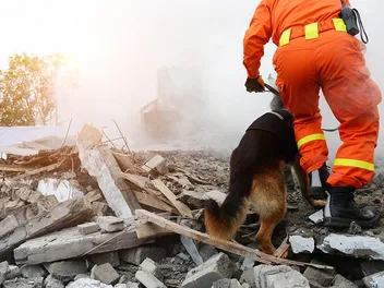 Remembering Heroic 9/11 Dogs: 6 Incredible Stories