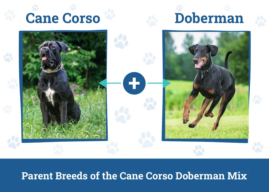 Parent Breeds of the Cane Corso Doberman Mix