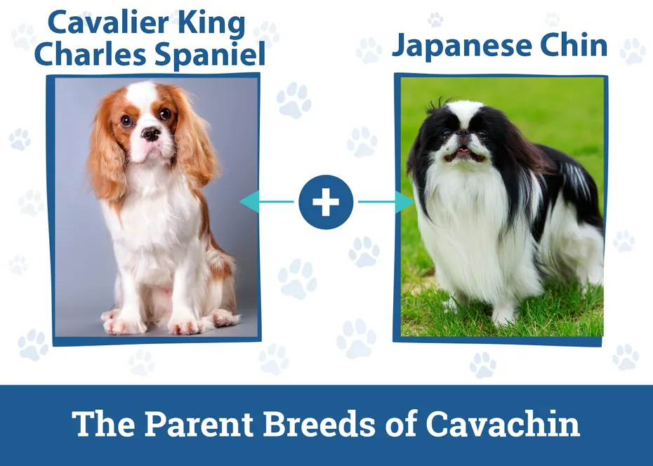The Parent Breeds of Cavachin