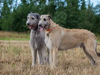 16 Types of Giant Dog Breeds (With Vet-Verified Info & Pictures)