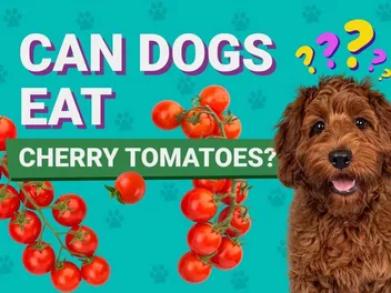 Can Dogs Eat Cherry Tomatoes? Vet Approved Nutrition Facts & Advice