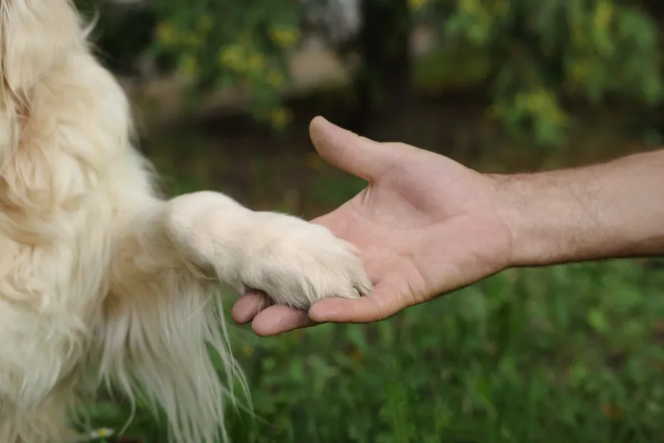 Man holding dog's paw in park, closeup