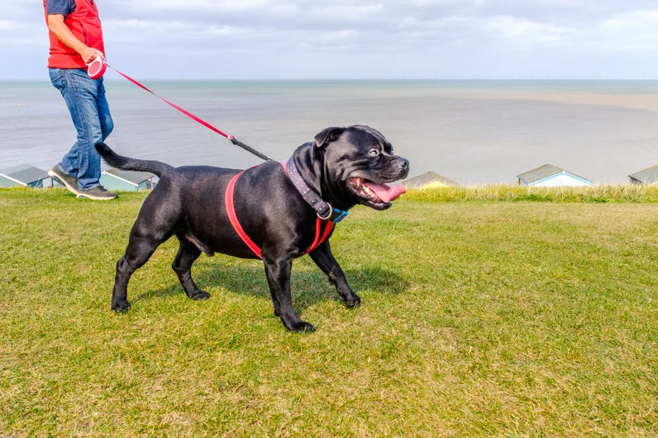 man walking his Staffordshire Bull Terrier dog with retractable leash