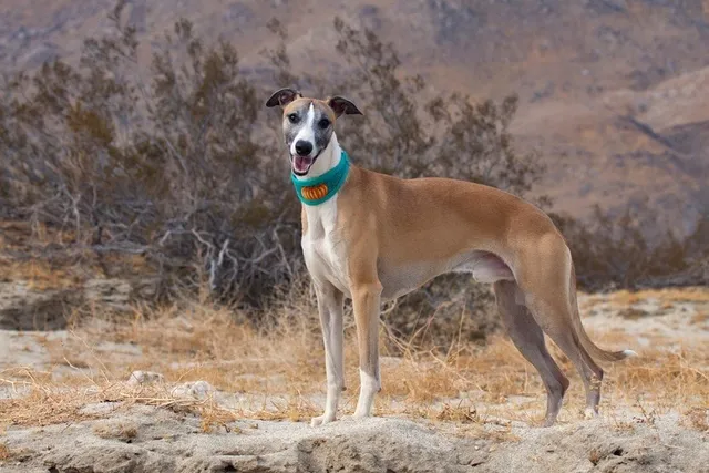 Whippet Dog Breed: Info, Pictures, Facts & Traits
