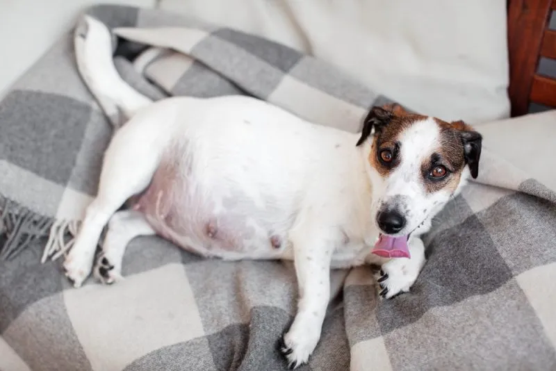 Pregnant dog relaxing on a sofa at home