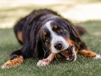 Why Does My Dog Bark at His Bone? 4 Vet-Reviewed Reasons