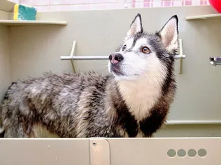 11 Best Dog Shampoos for Huskies in 2026: Reviews & Top Picks
