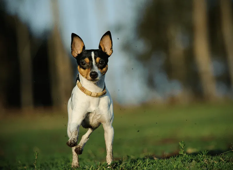 Miniature Fox Terrier
