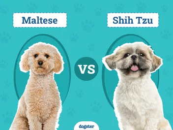 Maltese vs. Shih Tzu: The Differences (With Pictures)