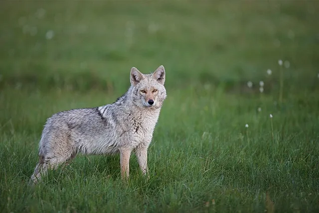 10 Dog Breeds Bigger Than Wolves (With Info & Pictures)
