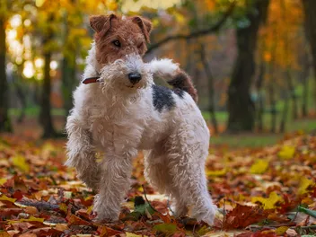 Types of Terrier Dogs: An Overview (With Pictures)