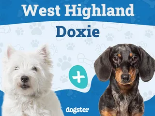 West Highland Doxie (Westie & Dachshund Mix): Info, Pictures, Care & More
