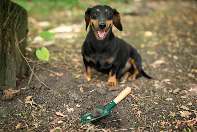 Truffle Hunting Dogs: How Do They Work? Facts & FAQ