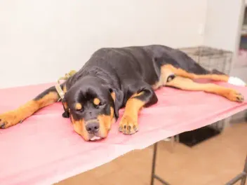Internal Bleeding in Dogs: Causes, Facts & Prognosis (Vet Answer)