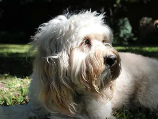 Petite Goldendoodle Dog Breed: Info, Pictures, Care Guide & More