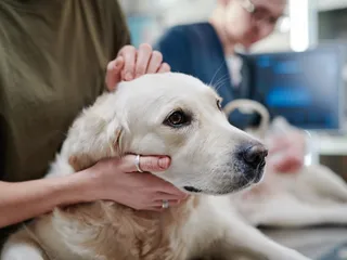 Pet Euthanasia 101: How & When It's Done (Vet Answer)