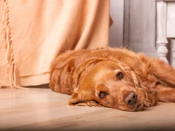 How to Help a Dog’s Arthritis in Cold Weather: 7 Vet-Approved Tips & FAQ