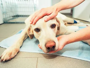 What Is Dog Snow Nose? Vet Approved Advice & Care