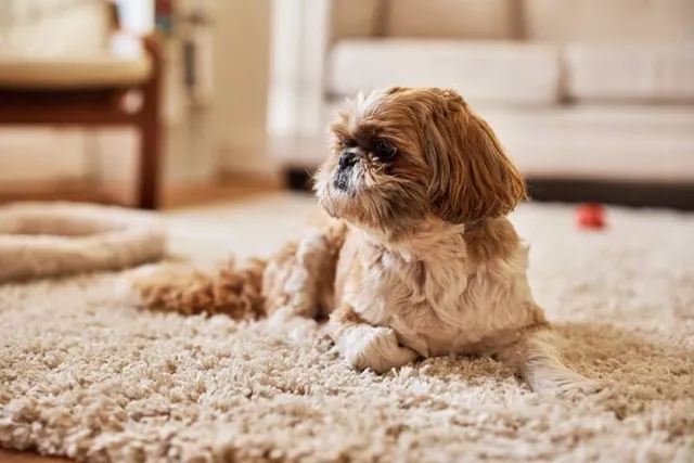 10 Shih Tzu Eye Problems: Vet-Approved Facts & FAQ