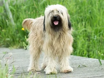 17 Dog Idioms With Their Histories & Explanations