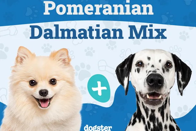 Pomeranian Dalmatian Mix: Info, Pictures, Care Guide & More