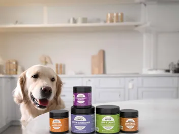 Four Leaf Rover Mushroom Supplements: A Deep Dive into Immune Support for Dogs