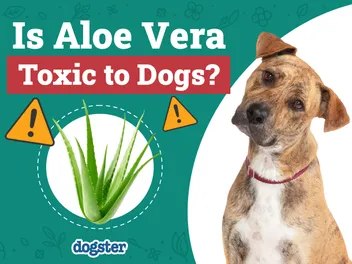 Is Aloe Vera Toxic to Dogs? Vet-Verified Nutrition Facts & FAQ