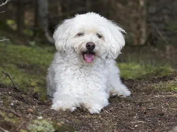 White Cockapoo: Info, Pictures, Origin & History