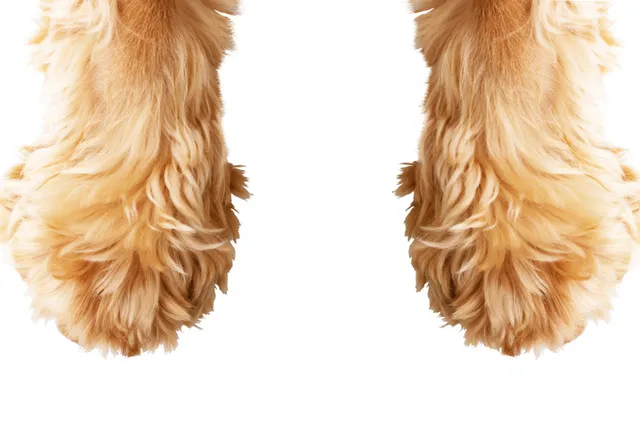 How to Care for Your Dog's Paws: 8 Vet-Approved Tips & Tricks