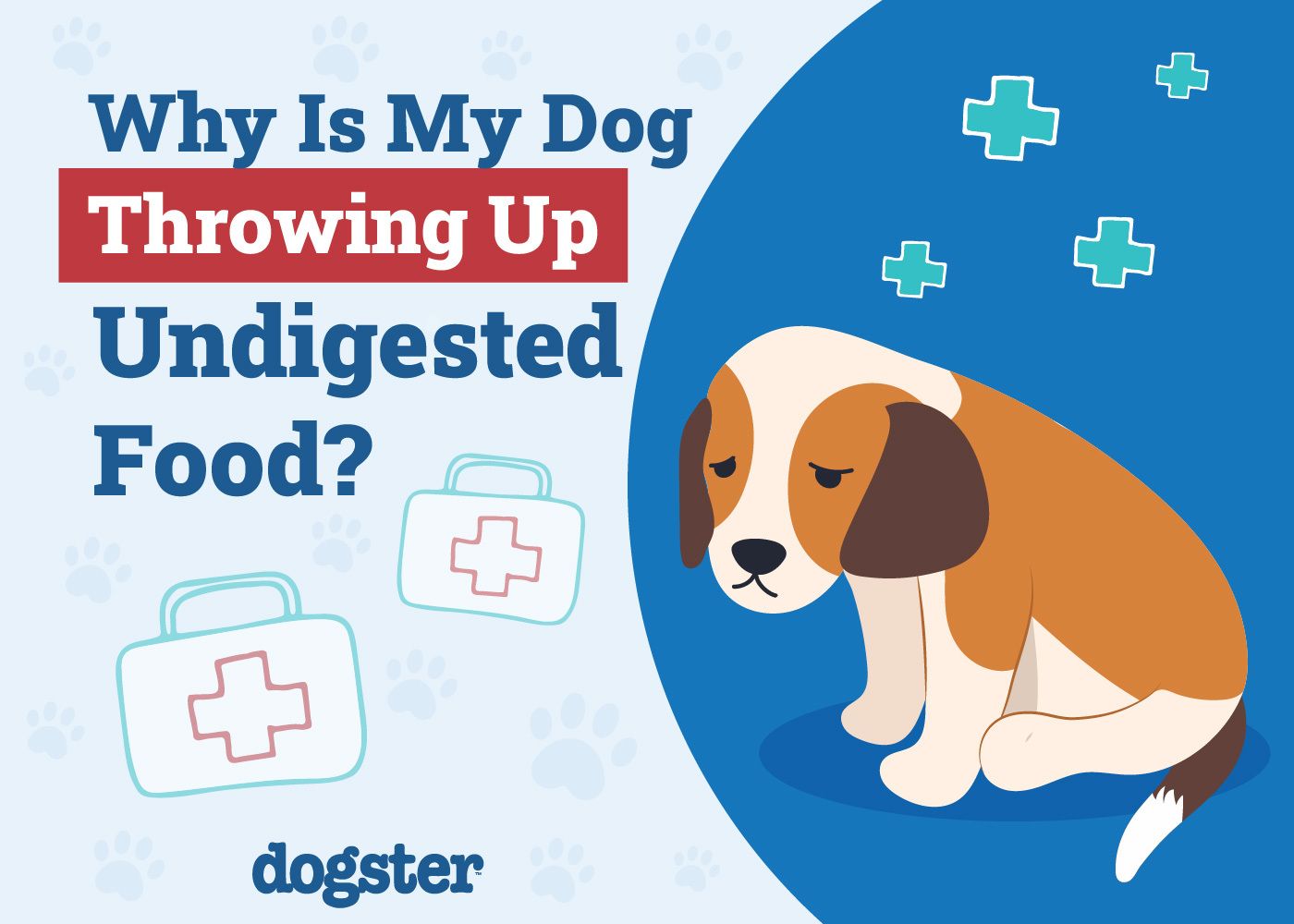 Why Is My Dog Throwing Up Undigested Food? 9 Vet-Reviewed Reasons & Advice