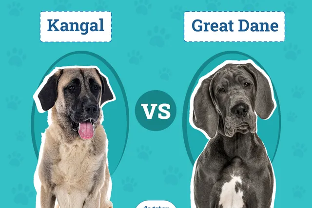Kangal vs Great Dane: The Main Differences (With Pictures)