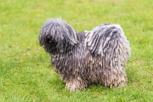 9 Hungarian Dog Breeds That Originated in Hungary (With Info & Pictures)