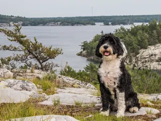 Portuguese Water Dog Breed: Info, Pictures, Facts & Traits