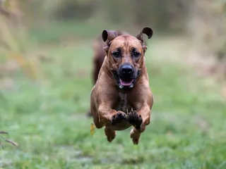 15 Athletic Dog Breeds: Info, Pictures, Traits & Temperament