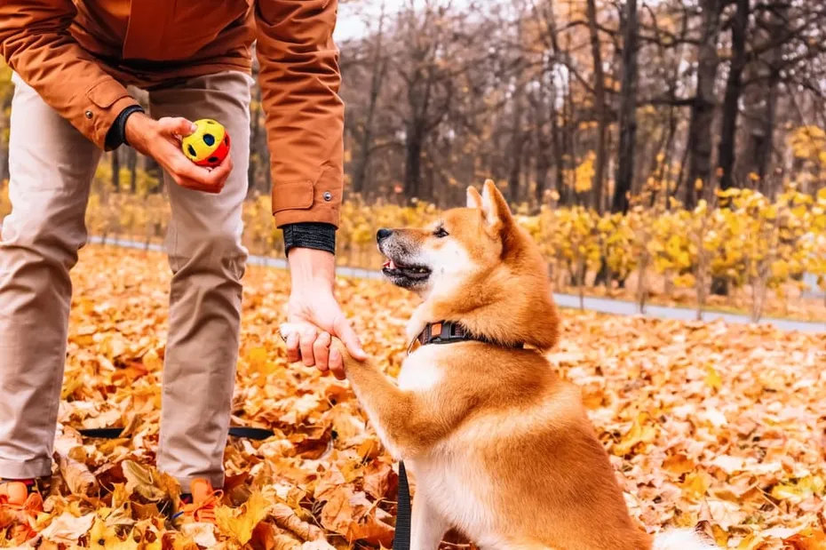 owner training akita dog at the park