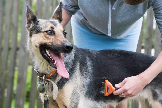 German Shepherd Grooming: 7 Vet-Approved Tips