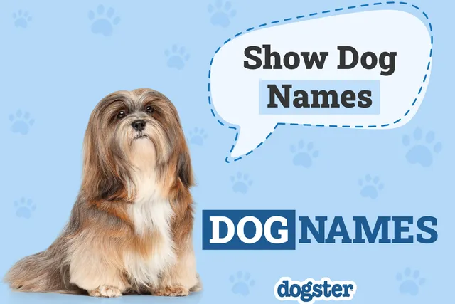 Show Dog Names: From Fancy to Bizzare