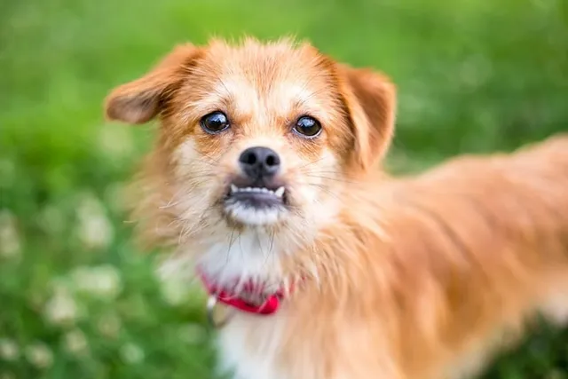 Dogs with Underbites: Vet-Reviewed Causes of Canine Malocclusion