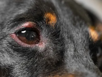 There’s Something in My Dog’s Eye: Vet-Approved Step-by-Step Guide