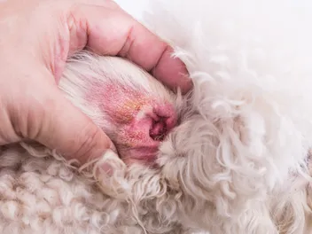 How Long Will It Take for a Dog Ear Hematoma to Go Away? Vet-Approved Facts