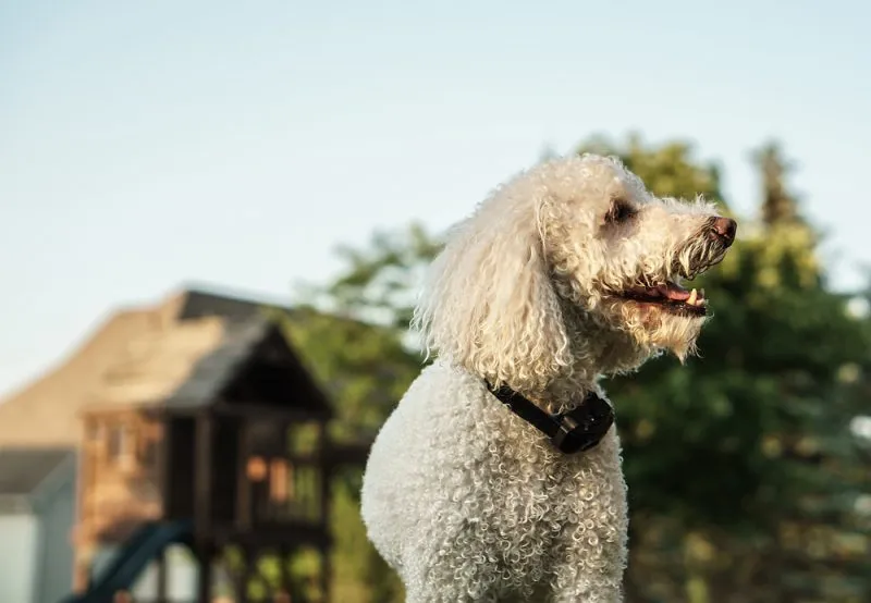dog with electric shock collar