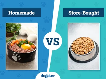 Homemade Dog Food vs Store-Bought: Vet-Verified Pros & Cons