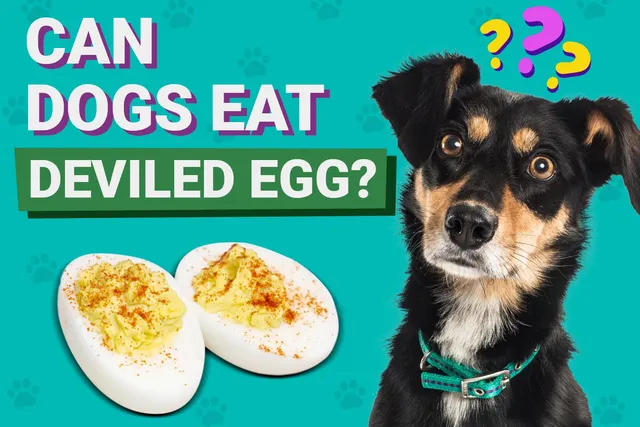 Can Dogs Eat Deviled Eggs? Vet-Verified Nutrition, Risks & Alternatives