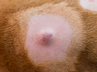 Cysts on Dogs: Our Vet Explains the Signs, Causes & Care
