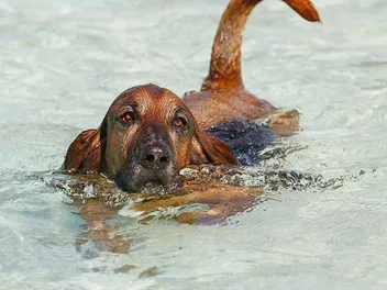 Can All Dogs Swim? Canine Water Vet-Verified Safety Facts & FAQ