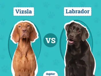 Vizsla vs. Labrador: The Key Differences (With Info & Pictures)