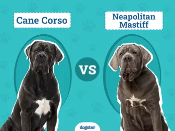 Cane Corso vs. Neapolitan Mastiff: Vet-Reviewed Differences Explained (With Pictures)