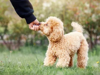 10 Best Dog Foods for Toy Breeds in 2026 - Reviews & Top Picks